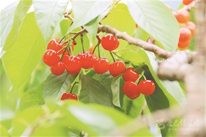 櫻桃紅了 農家樂了