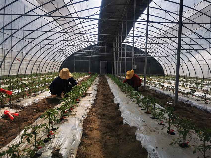 丹巴推廣.jpg 丹巴推廣.jpg