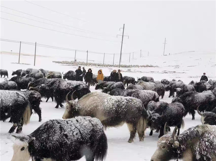 地處“云端之上”生命禁區(qū)“的農(nóng)行石渠支行80后青年益西多吉說(shuō)”今年疫情流行，大伙冒雪下鄉(xiāng)送金融服務(wù)，新年首日就為農(nóng)戶(hù)發(fā)放了3000多萬(wàn)元，點(diǎn)亮百姓牦牛致富夢(mèng)，疫情終將過(guò)去，筑夢(mèng)春天，我們協(xié)力點(diǎn)燃牧民發(fā)展信心“.jpg