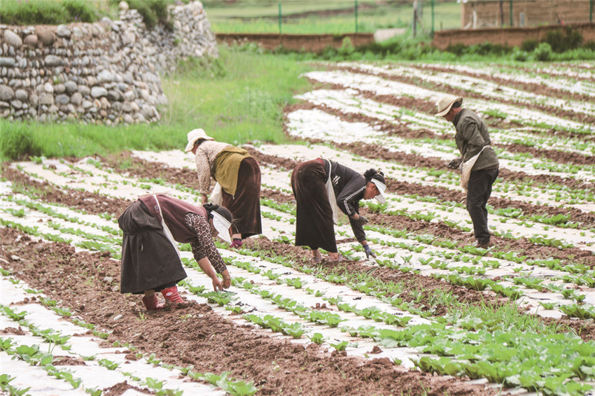 村民在基地.jpg 村民在基地.jpg