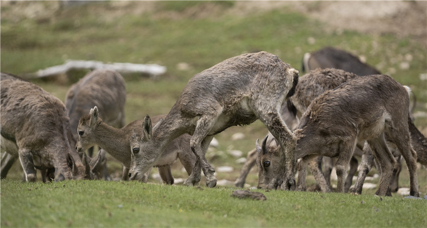 覓食中.jpg 覓食中.jpg