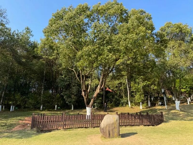 習(xí)近平同志為福建省長(zhǎng)汀縣水土保持科教園捐種的香樟樹(shù)。圖源：學(xué)習(xí)時(shí)報(bào)